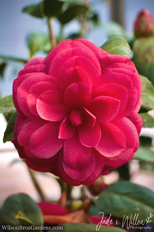 Purple Dawn Camellia Japonica - 6 Pack Of 1 Gallon Pots 6 Purple Dawn Camellia Japonica - 6 Pack Of 1 Gallon Pots - Image 4
