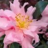 Pink Snow Camellia Sasanqua - 7 Gallon Pot (3-4') 1 Pink Snow Camellia Sasanqua - 7 Gallon Pot (3-4') -SHRUBS and BUSHES Store camellia sasanqua pink snow 101