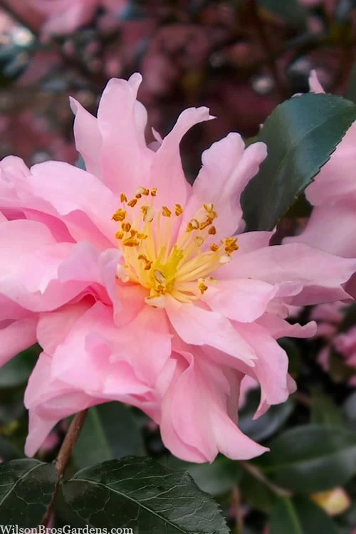 Pink Snow Camellia Sasanqua - 7 Gallon Pot (3-4') 3 Pink Snow Camellia Sasanqua - 7 Gallon Pot (3-4')