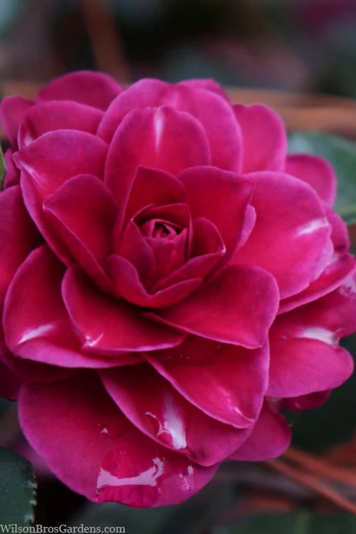 Purple Haze Camellia- 2 Gallon Pot 3 Purple Haze Camellia- 2 Gallon Pot