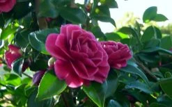 Purple Haze Camellia- 2 Gallon Pot 11 Purple Haze Camellia- 2 Gallon Pot -SHRUBS and BUSHES Store camellia sasanqua purple haze 2 1