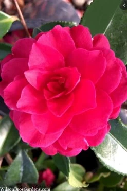 Purple Haze Camellia- 3 Gallon Pot -SHRUBS and BUSHES Store camellia sasanqua purple haze 4 2