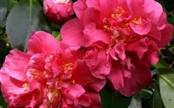 Scentsation Fragrant Camellia Japonica - 3 Gallon Pot 9 Scentsation Fragrant Camellia Japonica - 3 Gallon Pot -SHRUBS and BUSHES Store camellia scentsation 3