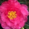Shishi Gashira Dwarf Camellia Sasanqua - 2.5 Quart Pot -SHRUBS and BUSHES Store camellia shishi gashira 25