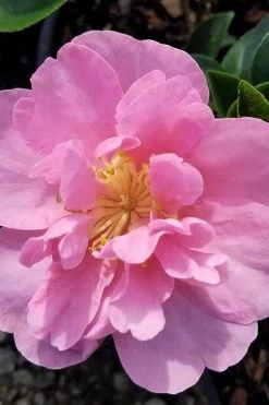 Taylors Perfection Pink Camellia Hybrid - 3 Gallon Pot -SHRUBS and BUSHES Store camellia taylors perfection 5