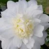 Winter's Snowman Camellia Hybrid - 1 Gallon Pot -SHRUBS and BUSHES Store camellia winters snowman 106