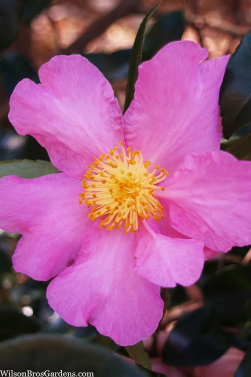 Winter's Star Cold Hardy Camellia - 3 Gallon Pot 3 Winter's Star Cold Hardy Camellia - 3 Gallon Pot