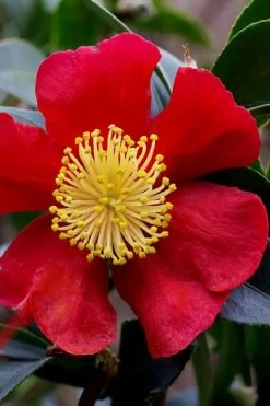 Yuletide Camellia Sasanqua - 6 Pack Of 1 Gallon Pots -SHRUBS and BUSHES Store camellia yuletide best 2