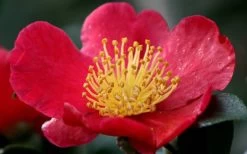 Yuletide Camellia Sasanqua - 1 Gallon Pot -SHRUBS and BUSHES Store camellia yuletide flower closeup