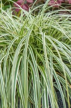 Feather Falls Sedge (Carex Oshimensis) - 5 Pack Of Quart Pots -SHRUBS and BUSHES Store carex oshimensis fetaher falls sedge grass 1