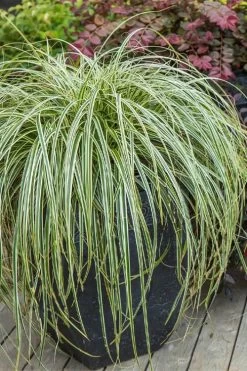 Feather Falls Sedge (Carex Oshimensis) - 5 Pack Of Quart Pots -SHRUBS and BUSHES Store carex oshimensis fetaher falls sedge grass 2
