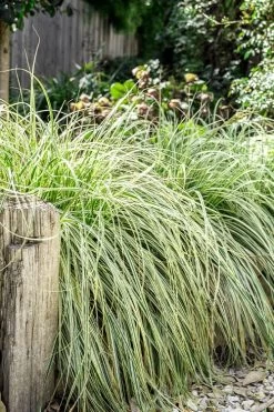 Feather Falls Sedge (Carex Oshimensis) - 5 Pack Of Quart Pots -SHRUBS and BUSHES Store carex oshimensis fetaher falls sedge grass 5