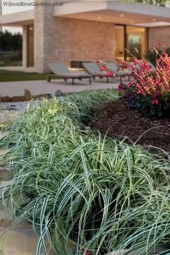 Feather Falls Sedge (Carex Oshimensis) - 5 Pack Of Quart Pots -SHRUBS and BUSHES Store carex oshimensis fetaher falls sedge grass 7