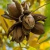 Hardy Pecan Tree (Carya Illinoinensis) - 3 Gallon Pot -SHRUBS and BUSHES Store carya illinionensis hardy pecan 1