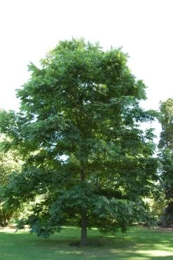 Hardy Pecan Tree (Carya Illinoinensis) - 3 Gallon Pot 14 Hardy Pecan Tree (Carya Illinoinensis) - 3 Gallon Pot -SHRUBS and BUSHES Store carya illinionensis hardy pecan 2