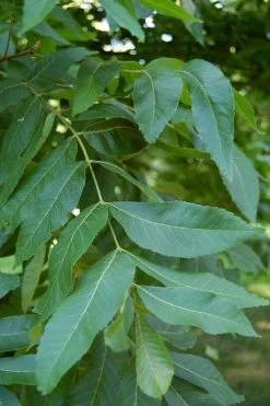 Hardy Pecan Tree (Carya Illinoinensis) - 3 Gallon Pot 15 Hardy Pecan Tree (Carya Illinoinensis) - 3 Gallon Pot -SHRUBS and BUSHES Store carya illinionensis hardy pecan 5