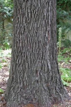 Hardy Pecan Tree (Carya Illinoinensis) - 6 Pack Of 1 Gallon Pots -SHRUBS and BUSHES Store carya illinionensis hardy pecan 6 1