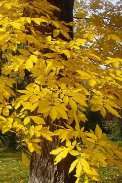 Hardy Pecan Tree (Carya Illinoinensis) - 6 Pack Of 1 Gallon Pots -SHRUBS and BUSHES Store carya illinionensis hardy pecan fall leaf color 4 1