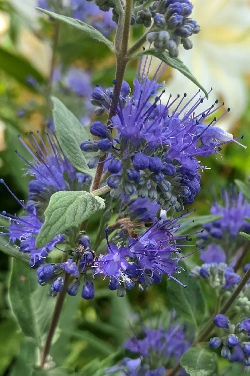 Dark Knight Blue Mist Shrub (Caryopteris) - 3 Gallon Pot 7 Dark Knight Blue Mist Shrub (Caryopteris) - 3 Gallon Pot - Image 5