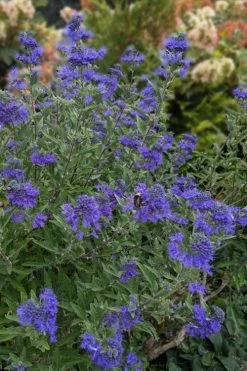 Dark Knight Blue Mist Shrub (Caryopteris) - 3 Gallon Pot 12 Dark Knight Blue Mist Shrub (Caryopteris) - 3 Gallon Pot -SHRUBS and BUSHES Store caryopteris clandonensis dark knight blue mist shrub 6 1