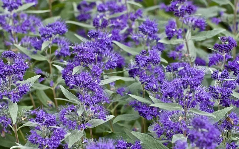 Dark Knight Blue Mist Shrub (Caryopteris) - 3 Gallon Pot 9 Dark Knight Blue Mist Shrub (Caryopteris) - 3 Gallon Pot - Image 7