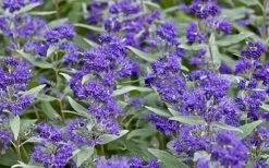 Dark Knight Blue Mist Shrub (Caryopteris) - 1 Gallon Pot 14 Dark Knight Blue Mist Shrub (Caryopteris) - 1 Gallon Pot -SHRUBS and BUSHES Store caryopteris clandonensis dark knight blue mist shrub 7