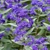 Dark Knight Blue Mist Shrub (Caryopteris) - 3 Gallon Pot 1 Dark Knight Blue Mist Shrub (Caryopteris) - 3 Gallon Pot -SHRUBS and BUSHES Store caryopteris clandonensis dark knight blue mist shrub 8 1