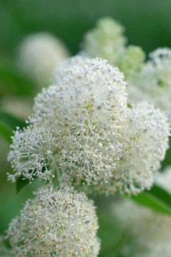 New Jersey Tea Plant (Ceanothus Americanus) - 3 Gallon Pot -SHRUBS and BUSHES Store ceanothus americanus new jersey tea plant 12