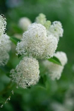 New Jersey Tea Plant (Ceanothus Americanus) - 3 Gallon Pot -SHRUBS and BUSHES Store ceanothus americanus new jersey tea plant 13
