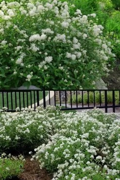 New Jersey Tea Plant (Ceanothus Americanus) - 3 Gallon Pot -SHRUBS and BUSHES Store ceanothus americanus new jersey tea plant 14