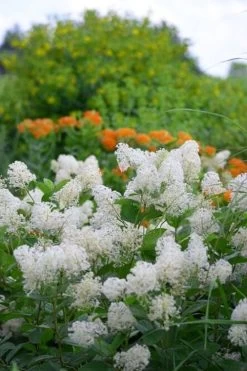 New Jersey Tea Plant (Ceanothus Americanus) - 3 Gallon Pot -SHRUBS and BUSHES Store ceanothus americanus new jersey tea plant 16
