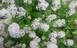 New Jersey Tea Plant (Ceanothus Americanus) - 3 Gallon Pot -SHRUBS and BUSHES Store ceanothus americanus new jersey tea plant 7