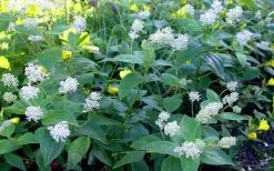 New Jersey Tea Plant (Ceanothus Americanus) - 3 Gallon Pot -SHRUBS and BUSHES Store ceanothus americanus new jersey tea plant 9