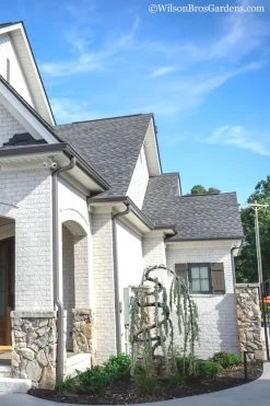 Serpentine Weeping Blue Atlas Cedar - 5 Gallon Pot 11 Serpentine Weeping Blue Atlas Cedar - 5 Gallon Pot -SHRUBS and BUSHES Store cedar blue atlas serpentine 11