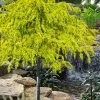Gold Cascade Deodar Cedar (Single Trunk Topiary Tree)- 7 Gallon Pot 2 Gold Cascade Deodar Cedar (Single Trunk Topiary Tree)- 7 Gallon Pot -SHRUBS and BUSHES Store cedrus deodara gold cascade single trunk tree form topiary 2