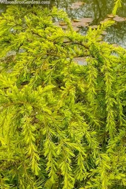 Gold Cascade Deodar Cedar (Single Trunk Topiary Tree)- 7 Gallon Pot -SHRUBS and BUSHES Store cedrus deodara gold cascade single trunk tree form topiary 3