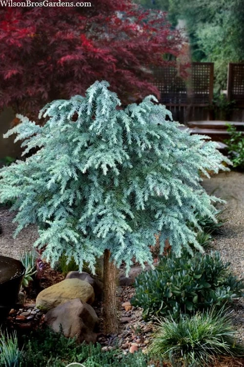Divinely Blue Deodar Cedar Tree (Single Trunk Topiary) - 5 Gallon Pot 3 Divinely Blue Deodar Cedar Tree (Single Trunk Topiary) - 5 Gallon Pot