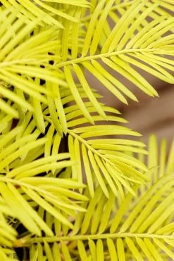 Golden Dragon Plum Yew (Cephalotaxus Harringtonia) - 1 Gallon Pot 13 Golden Dragon Plum Yew (Cephalotaxus Harringtonia) - 1 Gallon Pot -SHRUBS and BUSHES Store cephalotaxus harringtonia golden dragon japanese yew 22