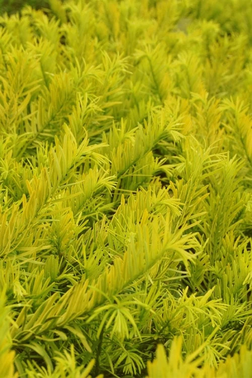 Golden Dragon Plum Yew (Cephalotaxus Harringtonia) - 1 Gallon Pot 6 Golden Dragon Plum Yew (Cephalotaxus Harringtonia) - 1 Gallon Pot - Image 4