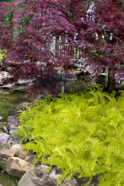 Golden Dragon Plum Yew (Cephalotaxus Harringtonia) - 1 Gallon Pot 3 Golden Dragon Plum Yew (Cephalotaxus Harringtonia) - 1 Gallon Pot