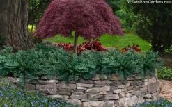 Creeping Japanese Plum Yew (Cephalotaxus Harringtonia 'Prostrata') - 7 Gallon Pot -SHRUBS and BUSHES Store cephalotaxus harringtonia prostrata creeping japanese yew 33 1