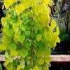 Golden Falls Weeping Redbud Tree - 5 Gallon Pot (4-5') 2 Golden Falls Weeping Redbud Tree - 5 Gallon Pot (4-5') -SHRUBS and BUSHES Store cercis canadensis golden falls weeping redbud 3