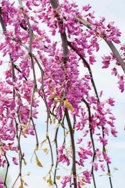 Golden Falls Weeping Redbud Tree - 5 Gallon Pot (4-5') -SHRUBS and BUSHES Store cercis canadensis golden falls weeping redbud 4