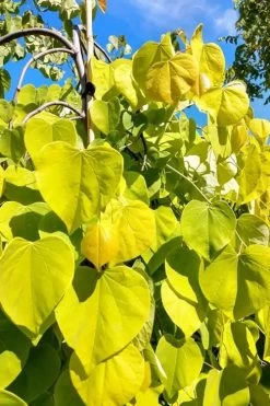 Golden Falls Weeping Redbud Tree - 5 Gallon Pot (4-5') -SHRUBS and BUSHES Store cercis canadensis golden falls weeping redbud 5