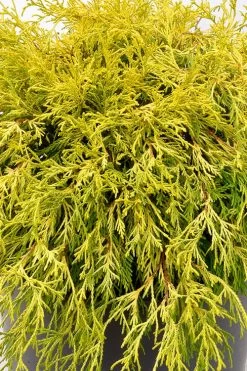 Gold Mop Threadleaf Cypress Tree (Standard Topiary) - 5 Gallon Pot -SHRUBS and BUSHES Store chamaecyparis pisifera gold mop single trunk topiary tree 2