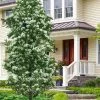 Tokyo Tower Chinese Fringe Tree (Chionanthus Retusus) - 7 Gallon Pot (6-7') -SHRUBS and BUSHES Store chionanthus retusus tokyo tower chinese fringe tree 7