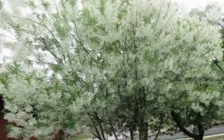Grancy Graybeard - White Fringe Tree - 3 Gallon Pot 21 Grancy Graybeard - White Fringe Tree - 3 Gallon Pot -SHRUBS and BUSHES Store chionanthus virginicus grancy greybeard multi stem tree 4