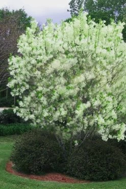 Grancy Graybeard - White Fringe Tree - 3 Gallon Pot 20 Grancy Graybeard - White Fringe Tree - 3 Gallon Pot -SHRUBS and BUSHES Store chionanthus virginicus grancy greybeard multi stem tree 5