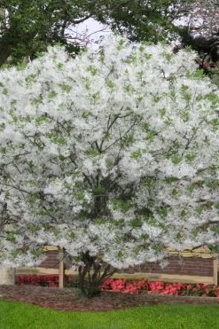 Grancy Graybeard - White Fringe Tree - 3 Gallon Pot 15 Grancy Graybeard - White Fringe Tree - 3 Gallon Pot -SHRUBS and BUSHES Store chionanthus virginicus grancy greybeard multi stem tree 6