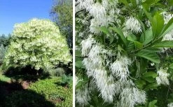 Grancy Graybeard - White Fringe Tree - 7 Gallon Pot (2-3') 13 Grancy Graybeard - White Fringe Tree - 7 Gallon Pot (2-3') -SHRUBS and BUSHES Store chionanthus virginicus grancy greybeard single stem tree 1